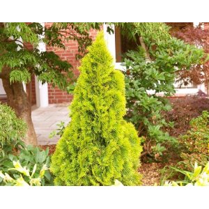 Tuja západna (Thuja occidentalis) ´SUNNY SMARAGD´® - výška 30-50 cm, kont. C3L